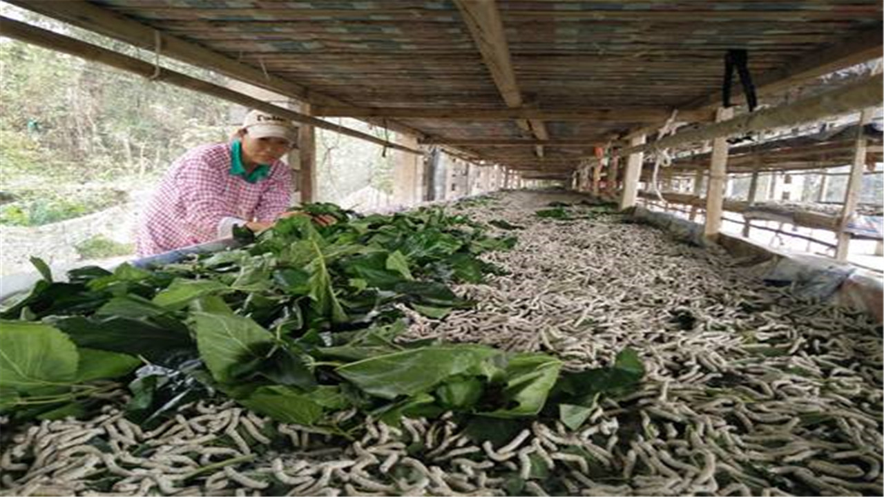 养蚕什么品种的蚕最好,蚕怎样才能增加产丝量