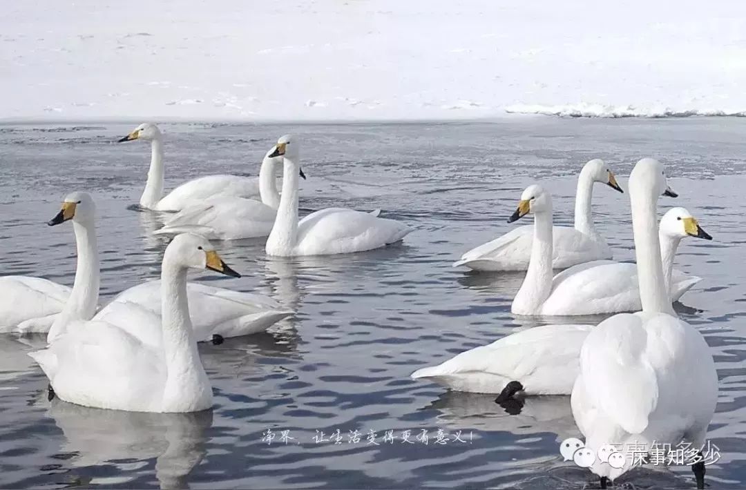 御寒首选鹅绒被怎么选：看含绒量、清洁度、蓬松度