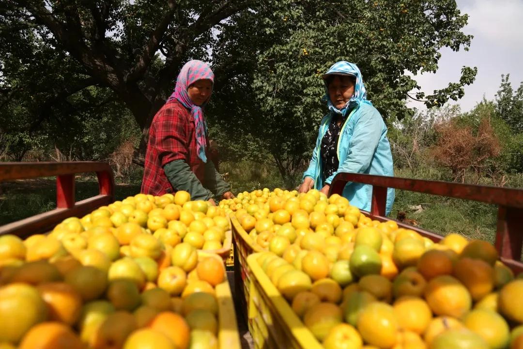 敦煌李广杏子熟了,敦煌李广杏甜度
