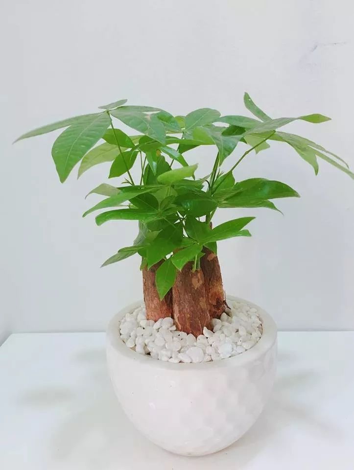 发财树叶子都黄了怎么养回来,发财树发现有一株烂根了怎么办