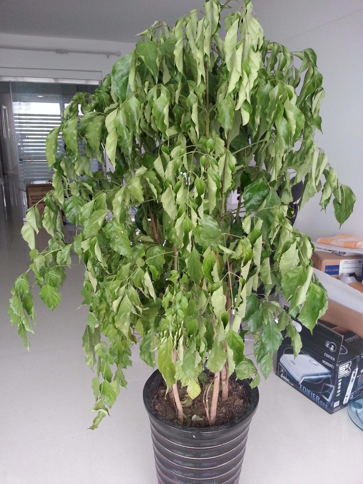 幸福树叶子发黄有粘液怎么处理,幸福树叶子浇水多了怎么办