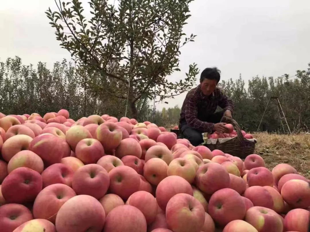 遵化优质苹果,墙裂安利最好看的剧