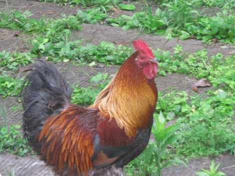 公鸡饲养成本,散养公鸡和笼养公鸡的区别