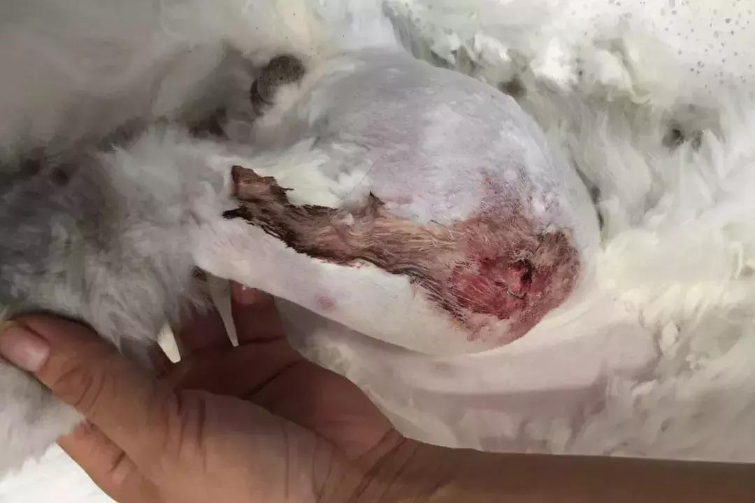 猫咪狗狗骨折了怎么办？扒一扒宠物“骨子里”的那些事