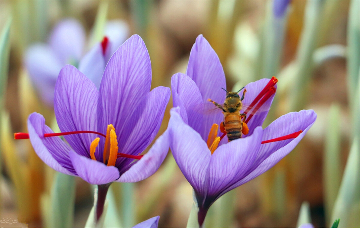 藏红花的主要进口国,进口藏红花