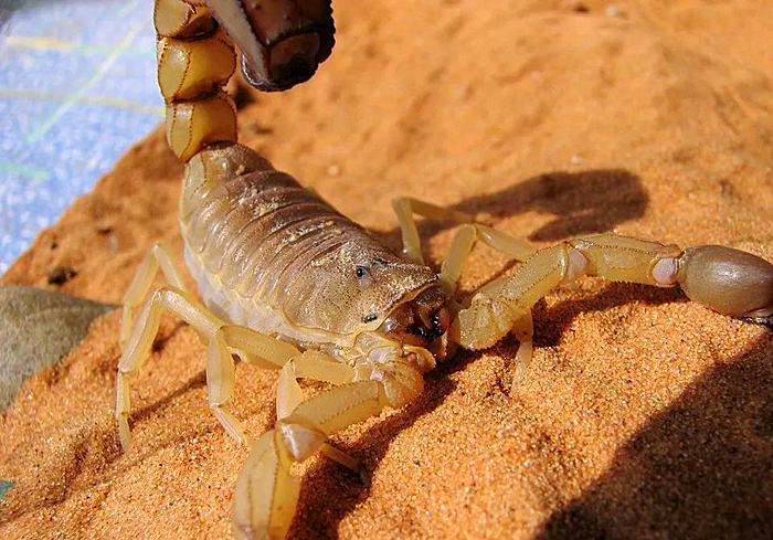 蝎子怎么排泄粪便,蝎子害怕尿吗