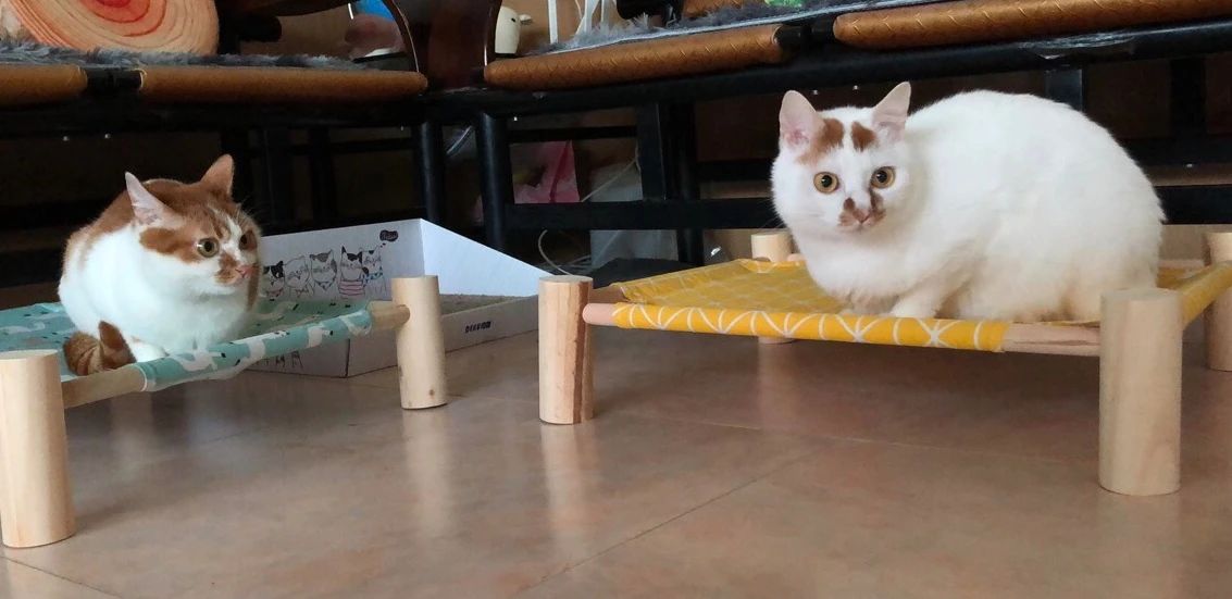 猫跑丢了怎么找回来,猫跑丢了怎么能把它呼唤回来