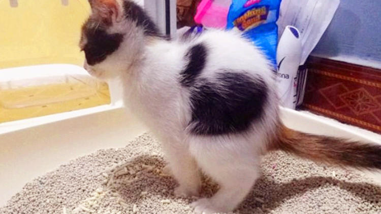 猫砂可以给狗狗用吗,猫砂可以给龟用吗