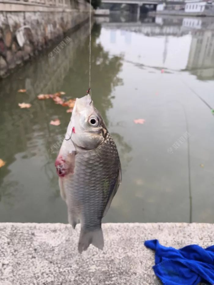 钓鱼一时爽一直爽,钓鱼一时爽一直钓一直爽