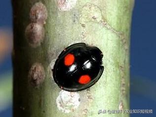 柑橘矢尖蚧的防治方法,矢尖蚧怎么除