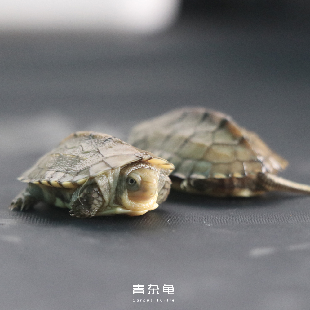 养情侣龟注意什么,养龟的注意事项和方法