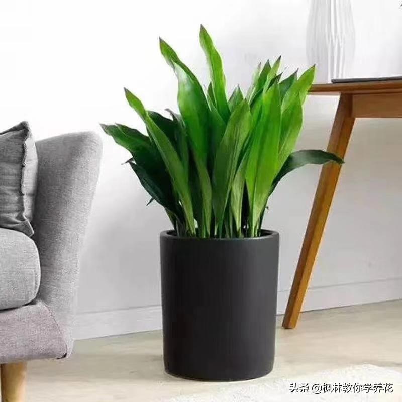 冬季常见花卉有哪些品种,无需刻意养护的花卉品种