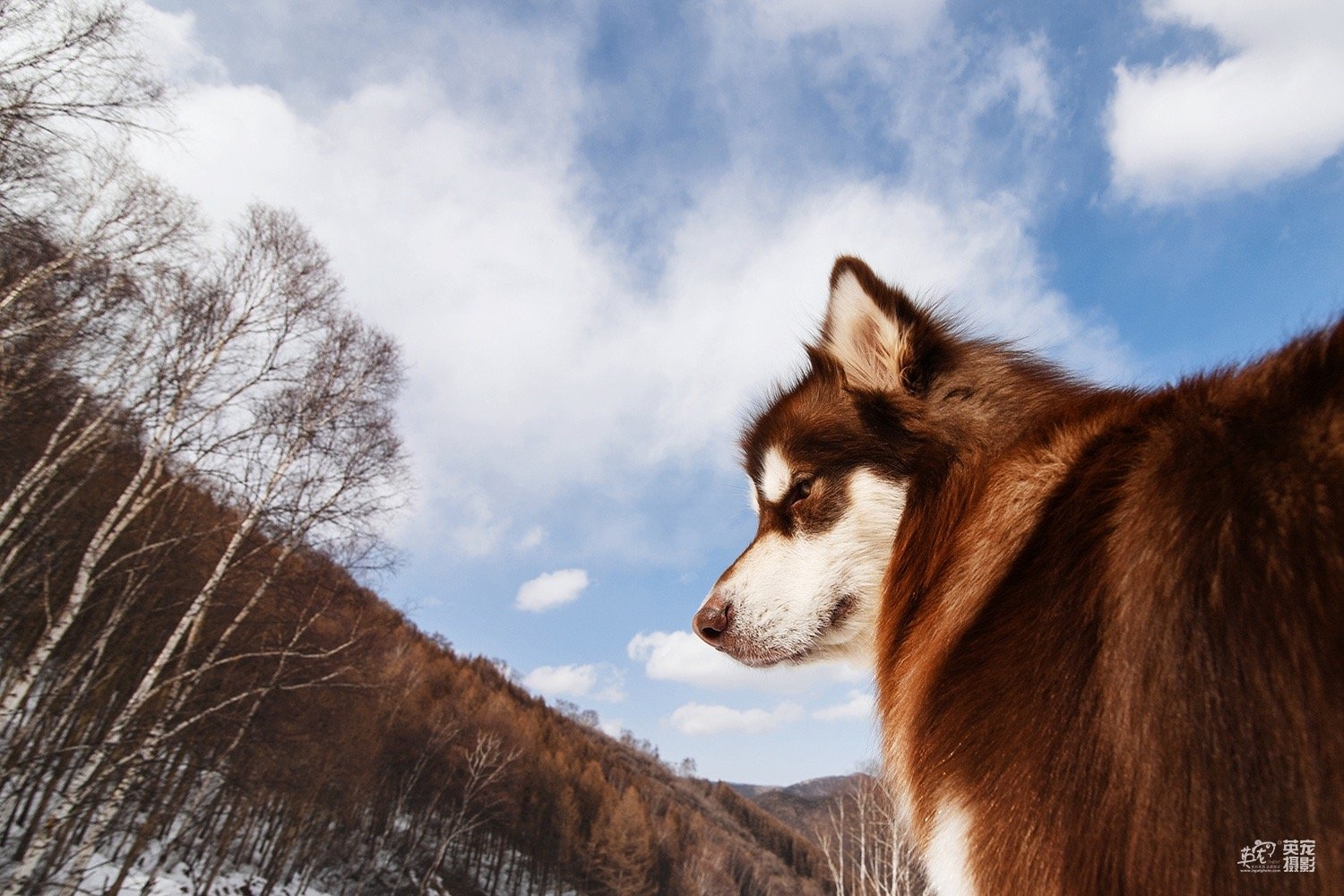 今日萌图,仓鼠身上长了疑似肿瘤的东西