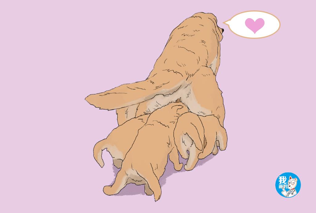 家中金毛生了一窝狗崽，每次喂奶都寸步难行，真是一个头两个大