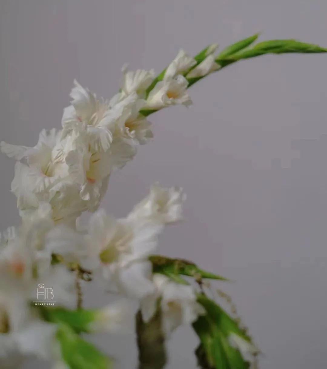 家里要有氛围感什么花比较好,家里高级的花