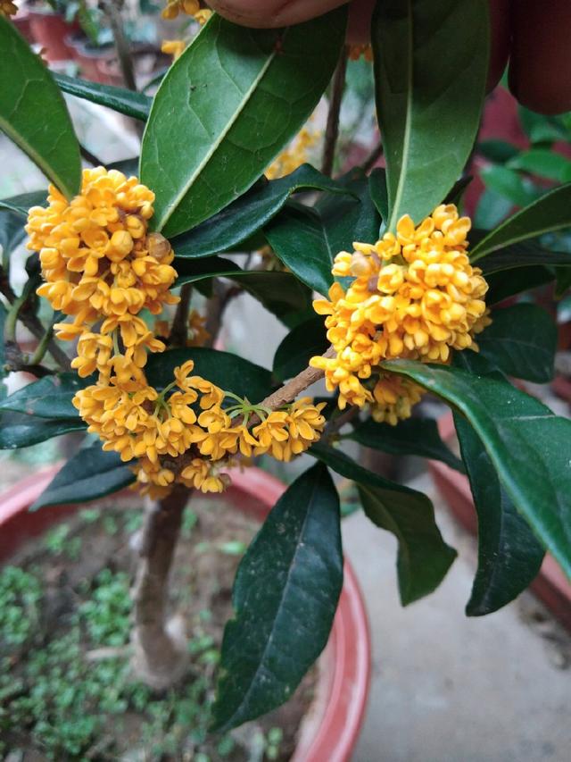 桂花有4“怕”，注意避开它，15天花芽蹭蹭冒，花多压枝香飘十里