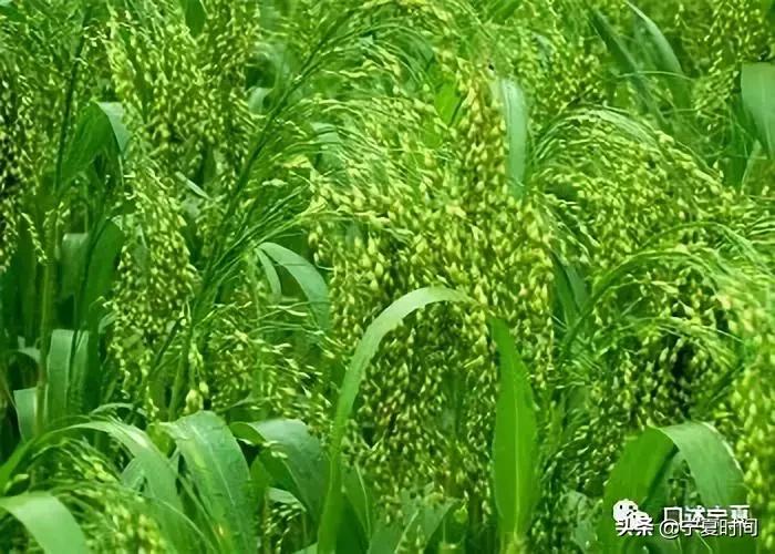 宁夏固原金糜子酒,固原糜子酒