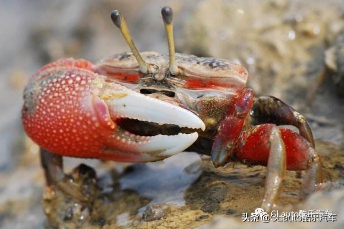 你的车方向稳吗,汽车方向盘不正与跑偏有什么区别
