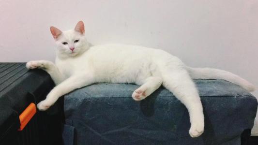 猫咪不爱喝水怎么办能喝羊奶吗,猫咪不爱喝水喝羊奶粉有用吗