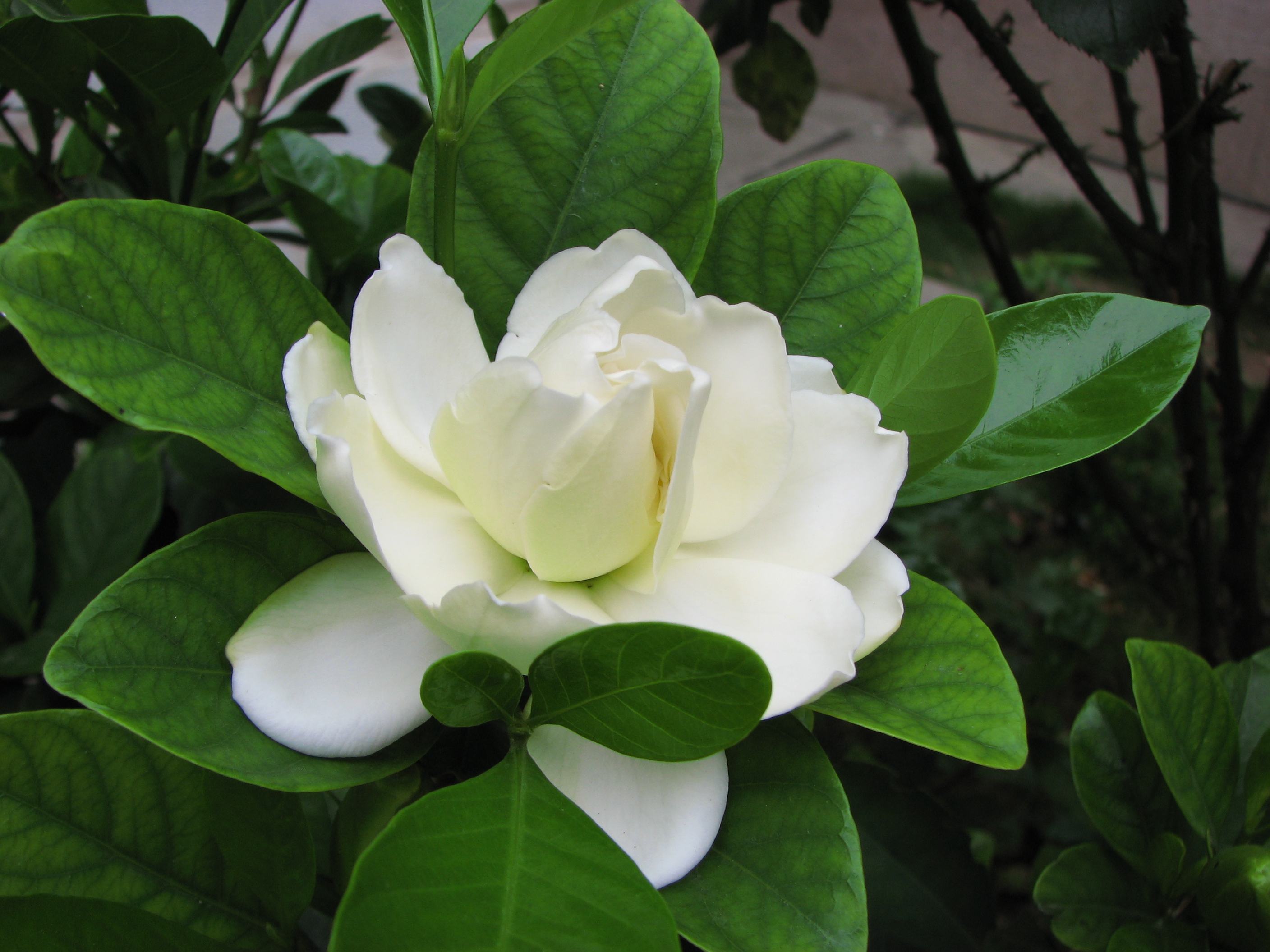 栀子花怎么养花骨朵才多,栀子花要怎么养才能把它养好