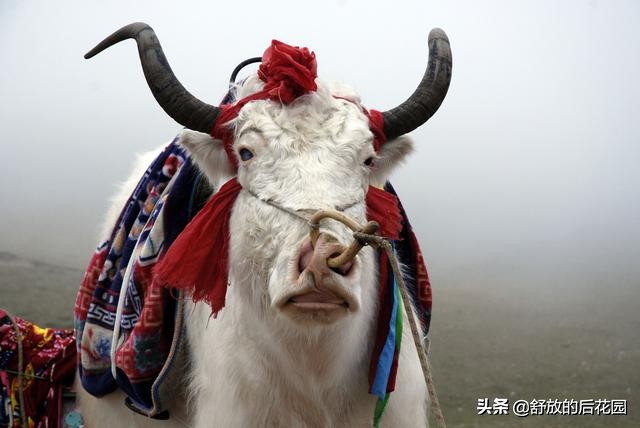 青藏高原野牦牛特点,白牦牛生活在哪里