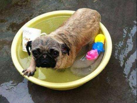 巴哥犬臭怎么解决,巴哥犬体臭怎么消除掉