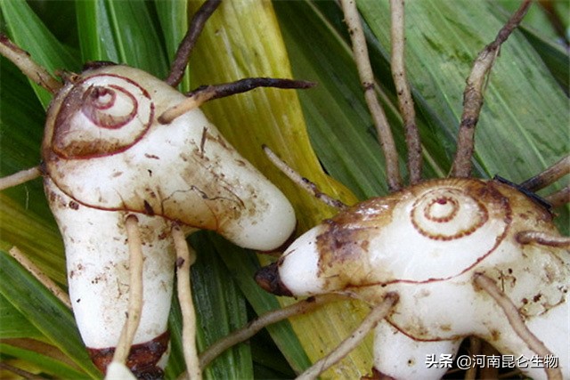 白芨叶子发黄打什么药,白芨死苗黄叶打什么农药