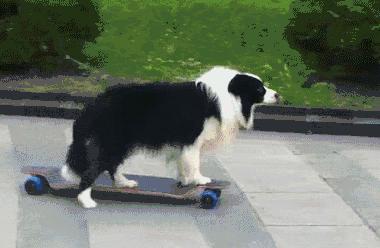 如何判断边境牧羊犬是笨是聪明,边境牧羊犬为什么不会攻击人