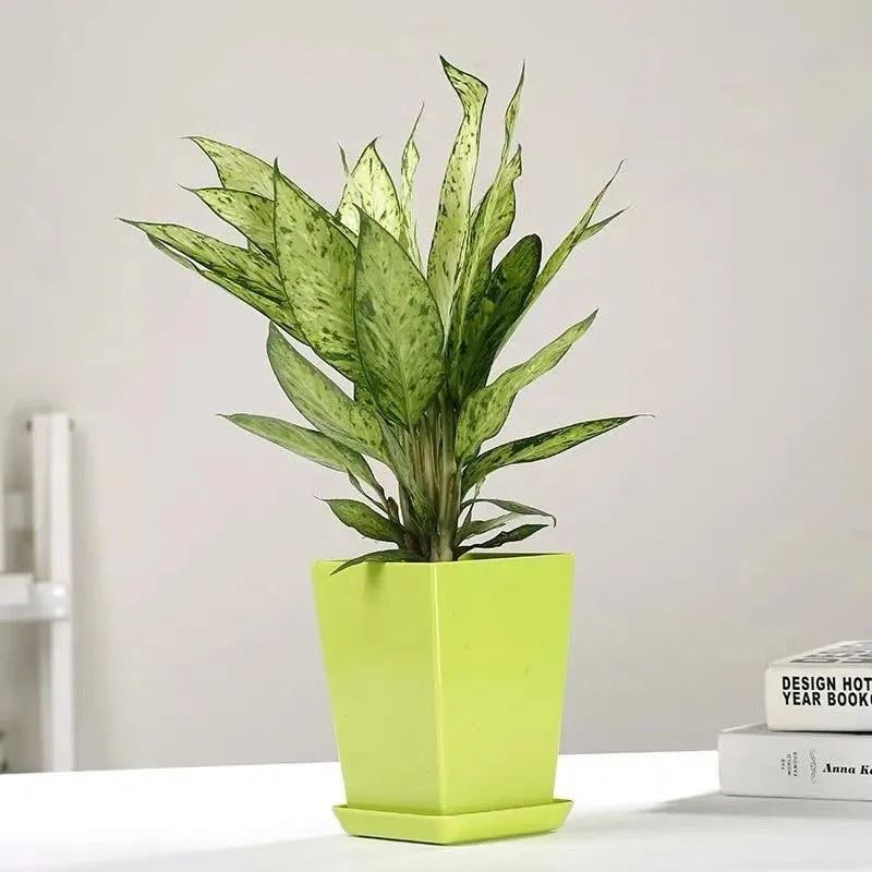 室内清除甲醛的花,吸甲醛又无毒的花