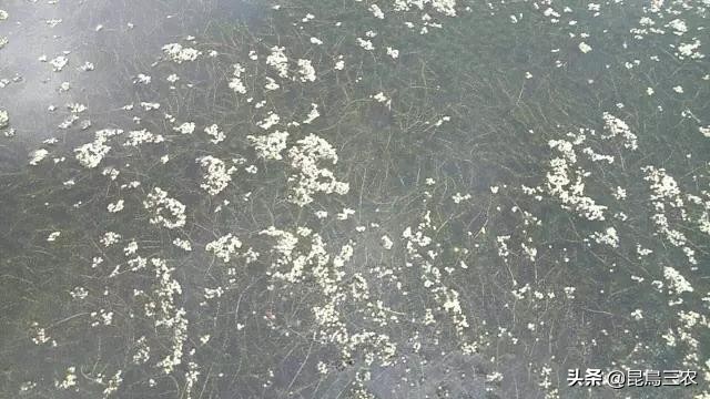 伊乐藻对水质的好处,伊乐藻管理与种植