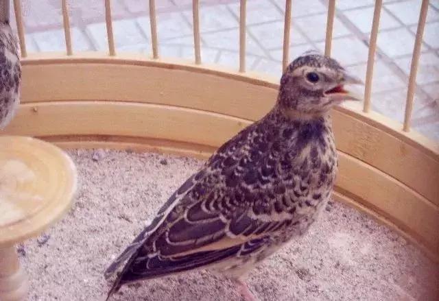 百灵鸟多久能看出公母,百灵鸟公母分辨十二招求回答