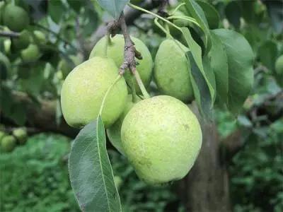 果实没有膨大的原因,果实大小不一主要是什么引起的