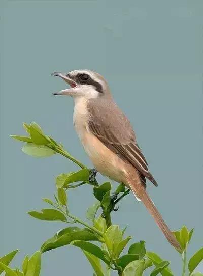 伯劳鸟饲养,没睁眼的伯劳怎样饲养