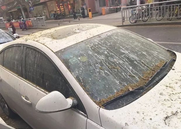鸟为什么总是往一个人身上拉屎,为什么鸟总是拉屎到白色车上