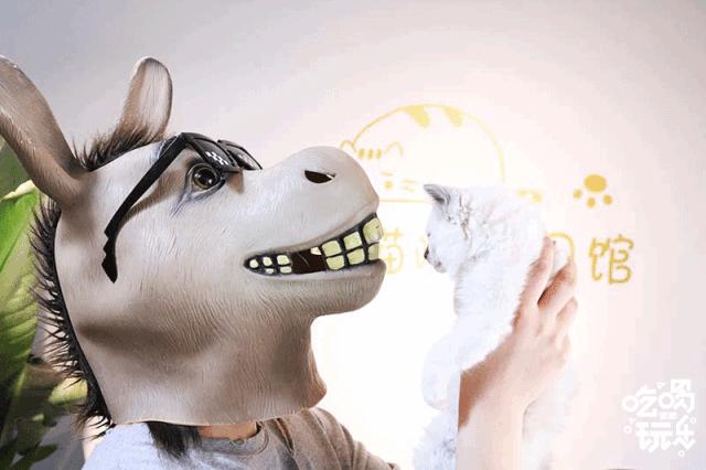 软萌暴击!邯郸这家高颜值猫咖上线,“吸猫”终于提上日程!