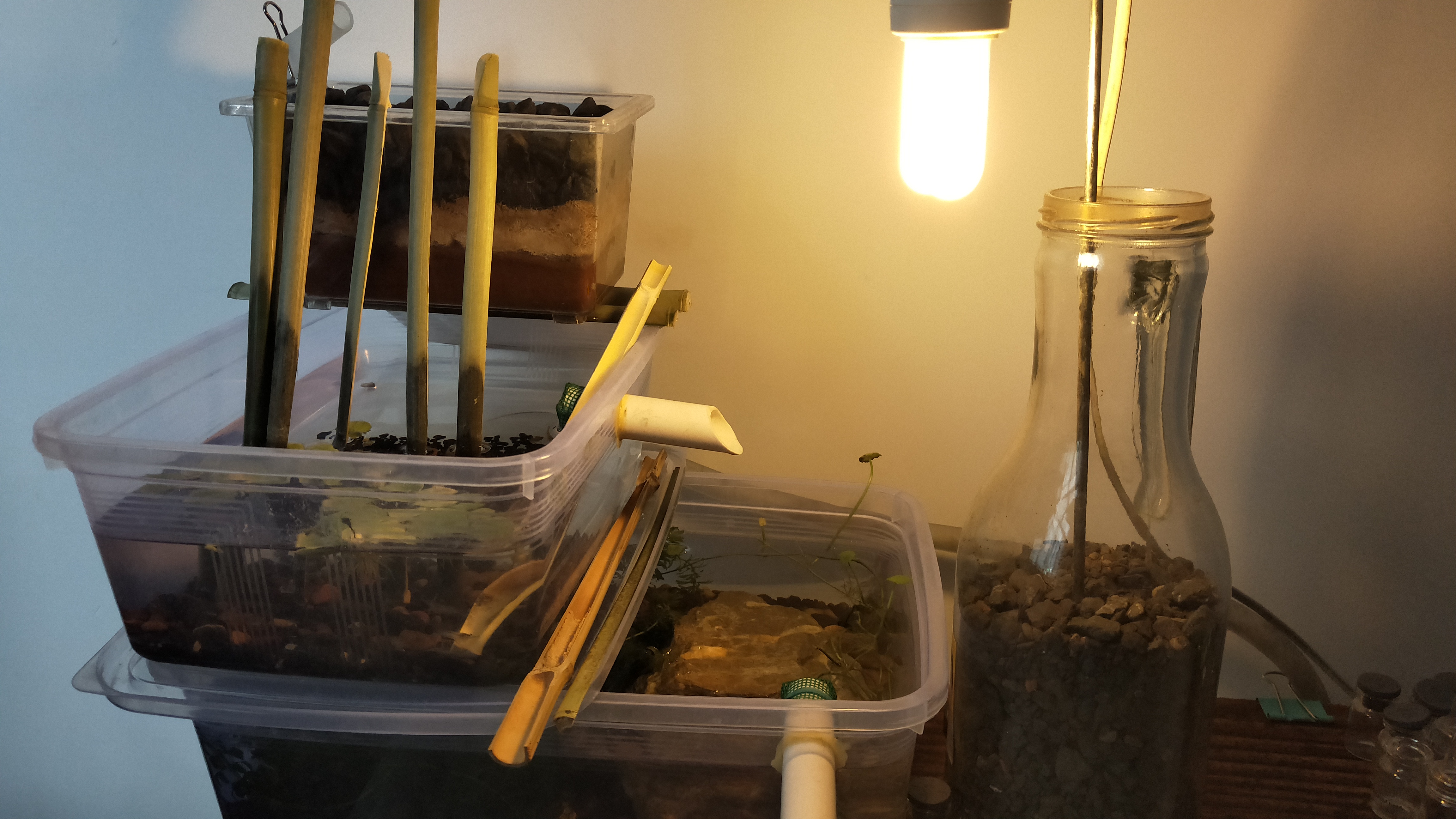 网上买的新手快乐龟缸怎么养龟,新手养龟入门基础教程