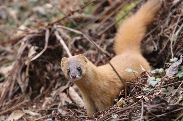 为什么黄鼠狼老一辈说不能杀,小时候奶奶常说黄鼠狼不能杀