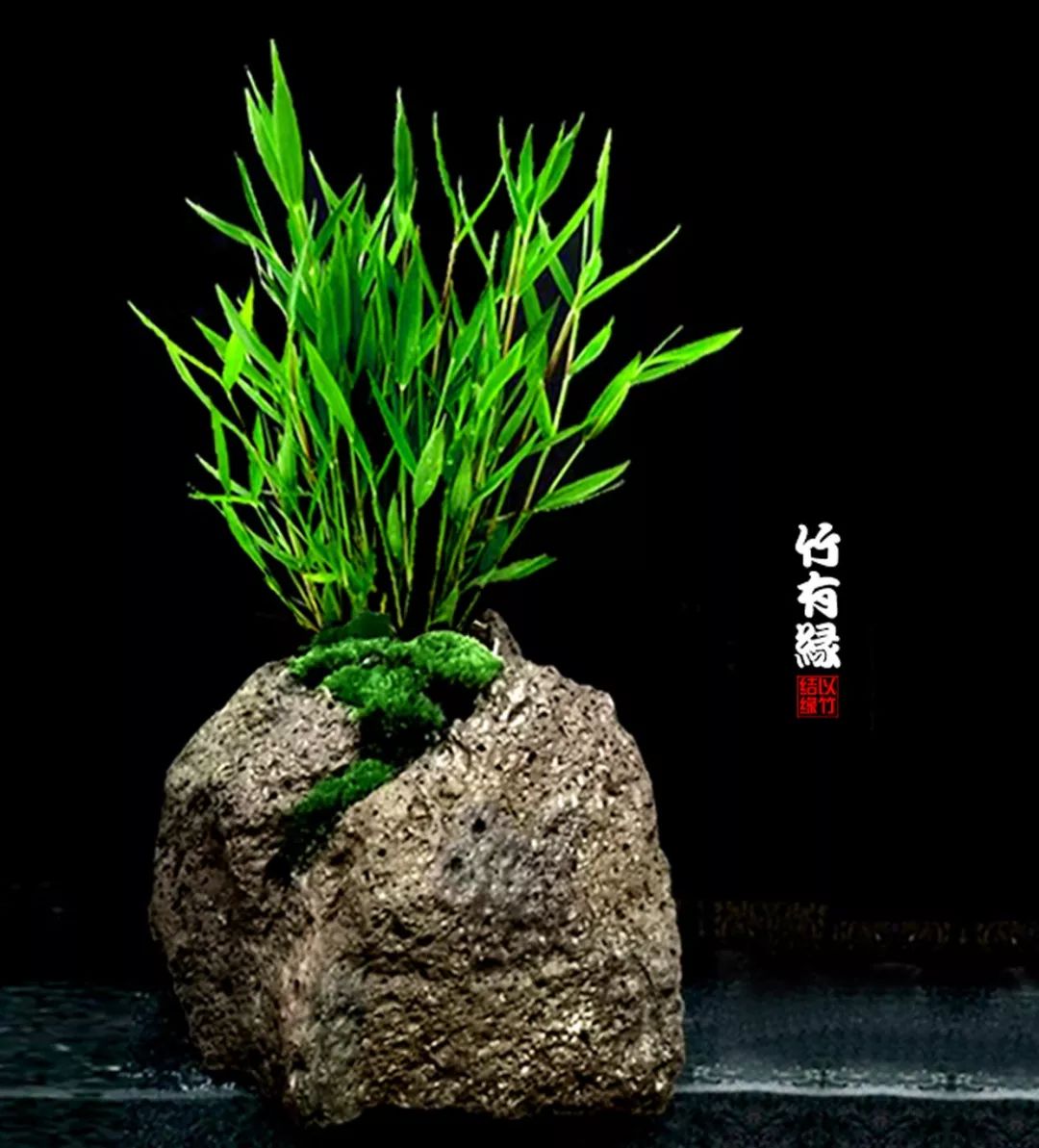 《竹子浇水宝典》竹子浇水是门大学问!