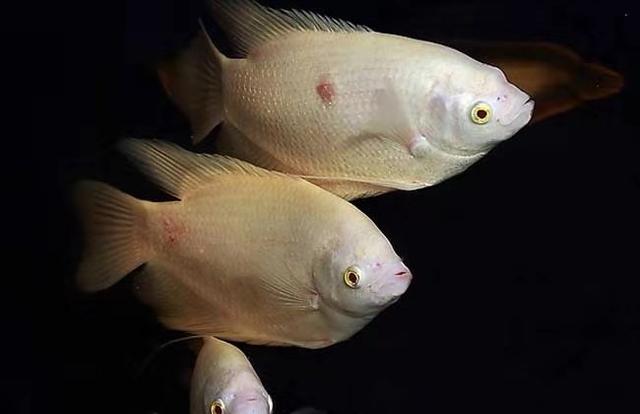 招财鱼的红斑病,招财鱼病总不好