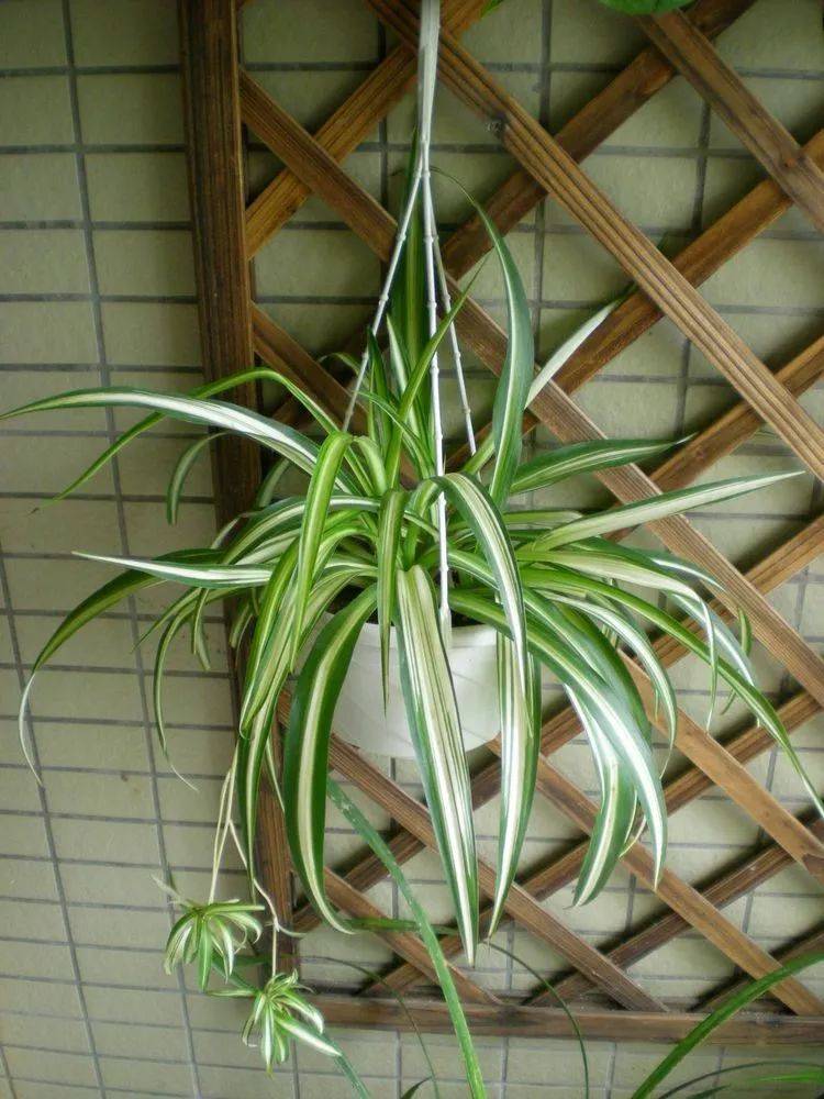 吊兰花卉的种类图片及名称,好看的吊兰植物图片及名称