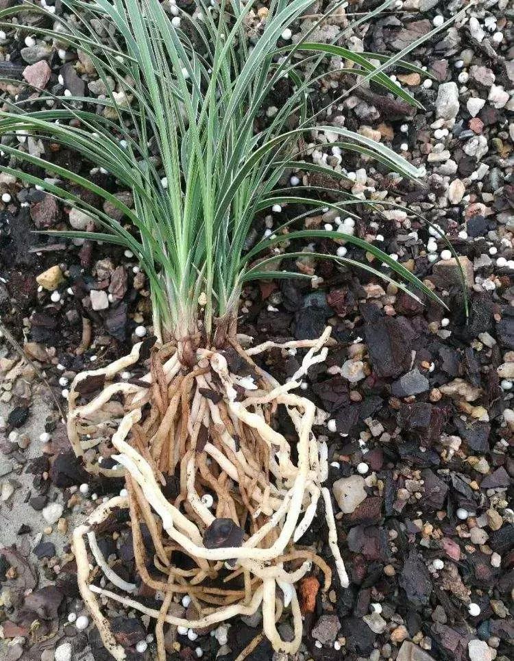 家养绿萝盆里的土越来越少怎么办,土养的绿萝要怎么样才不会黄叶子