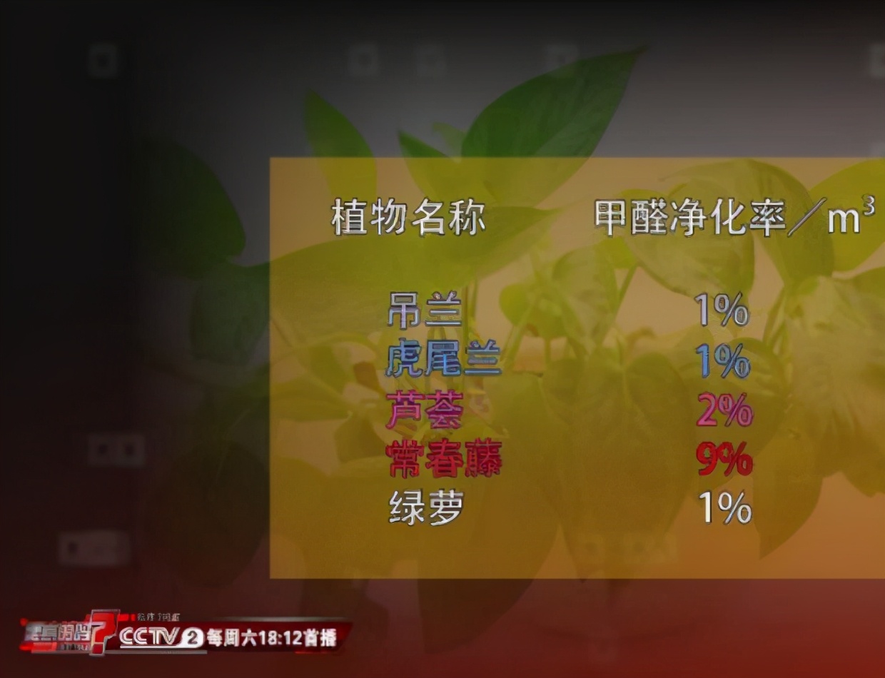 新房除甲醛最好的植物测评,去甲醛排行榜第一名植物除甲醛