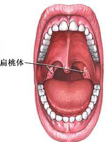 治疗扁桃体最好的方法是什么,讲解一下扁桃体的作用