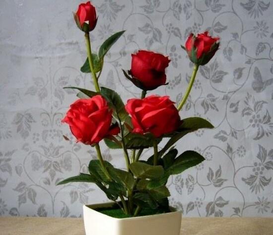 玫瑰花多久浇水一次,玫瑰花多久浇一次肥