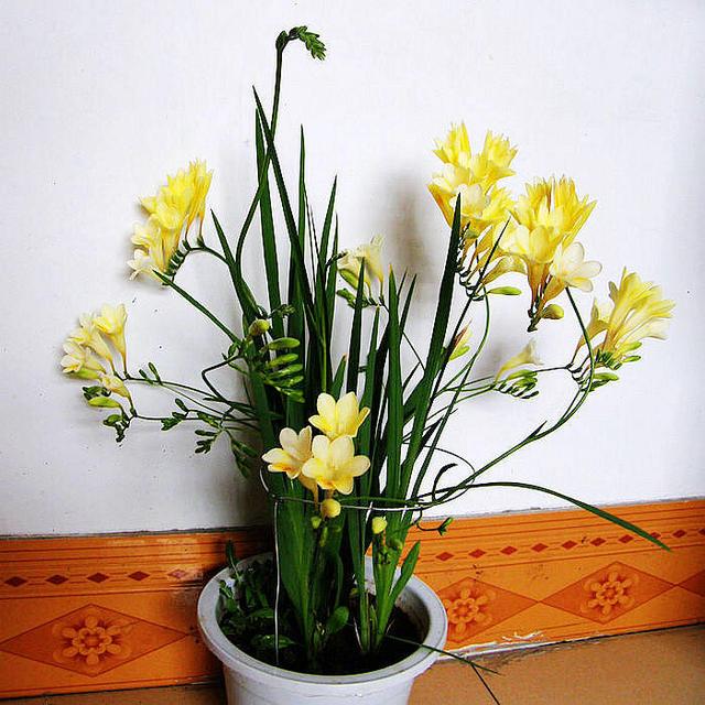 最名贵十种兰花有花苞,四季开花的兰花有哪几个品种