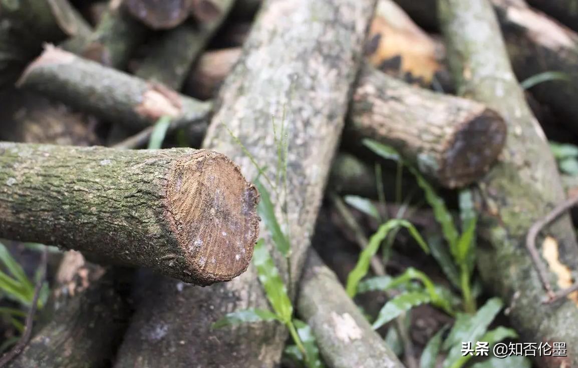 沉香木值不值得种,种植沉香木价格多少