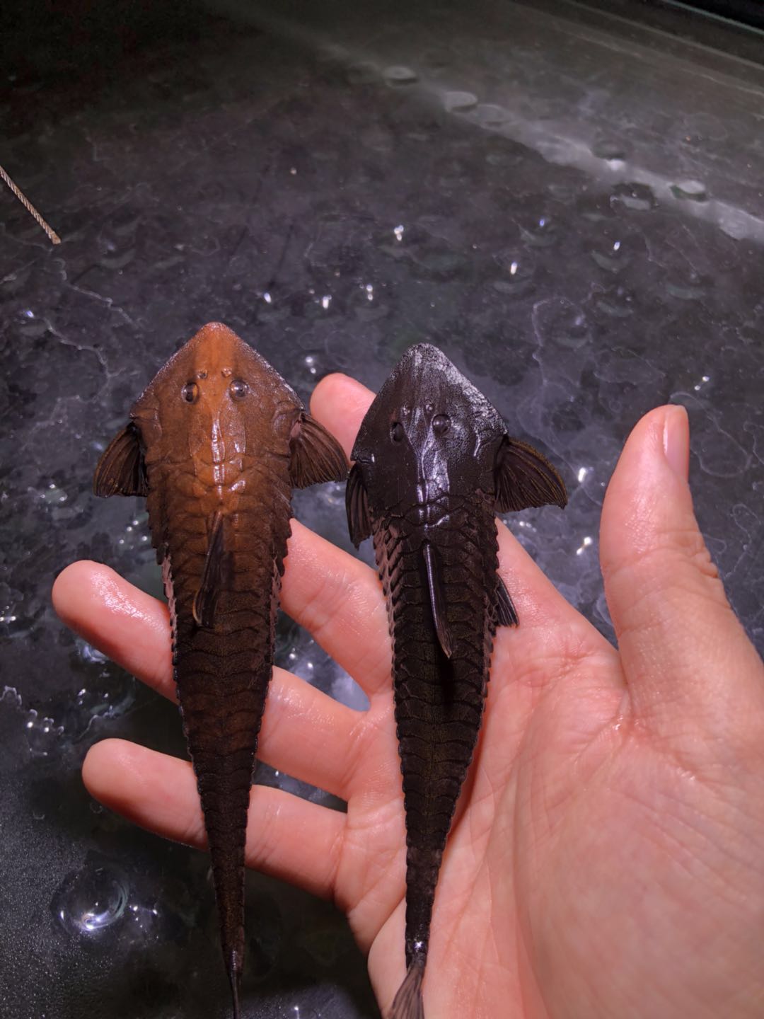 阴阳直升机全红,阴阳直升机图片