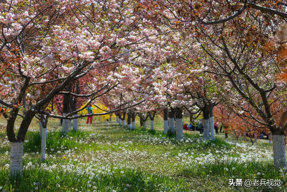 浪漫樱花校园,浪漫樱花视频