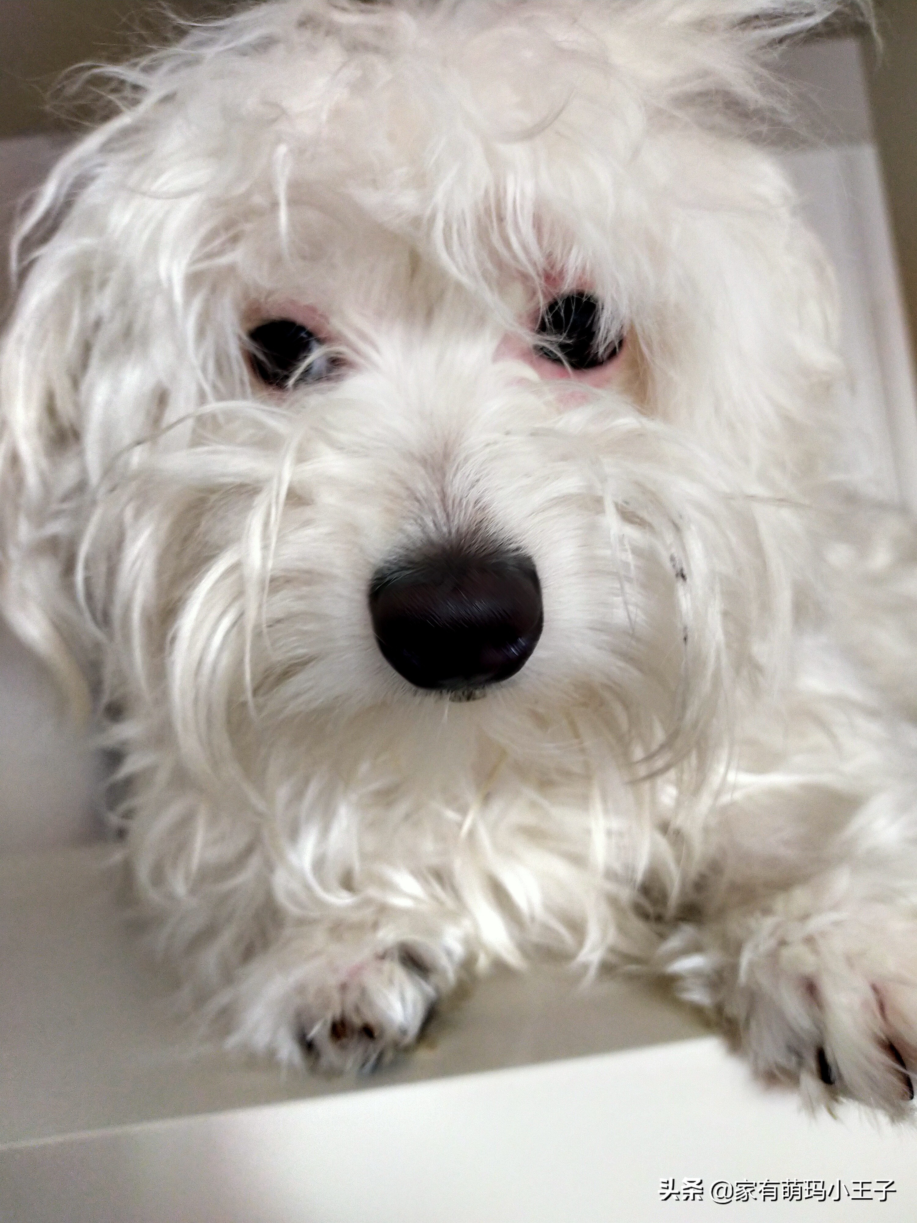 自己动手给狗狗剪毛的正确方法,自己为狗剪毛