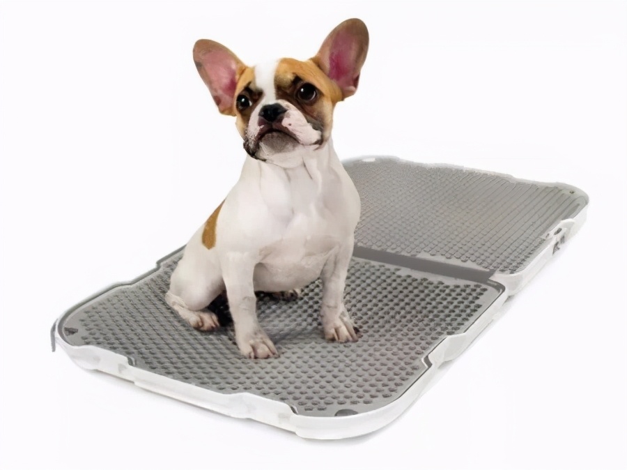 狗狗老往床上尿如何纠正,狗狗领地意识太强乱尿怎么办